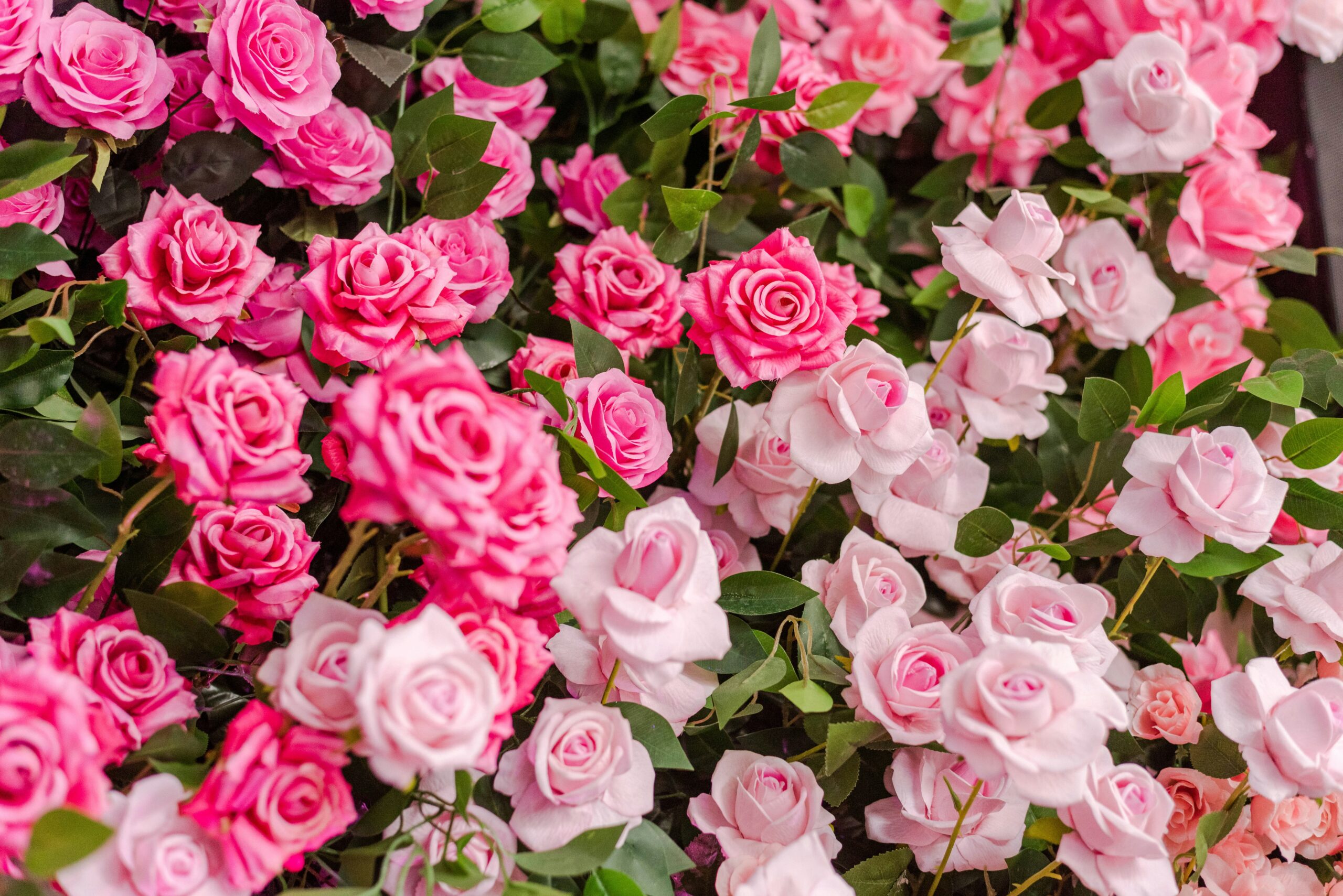 Roses