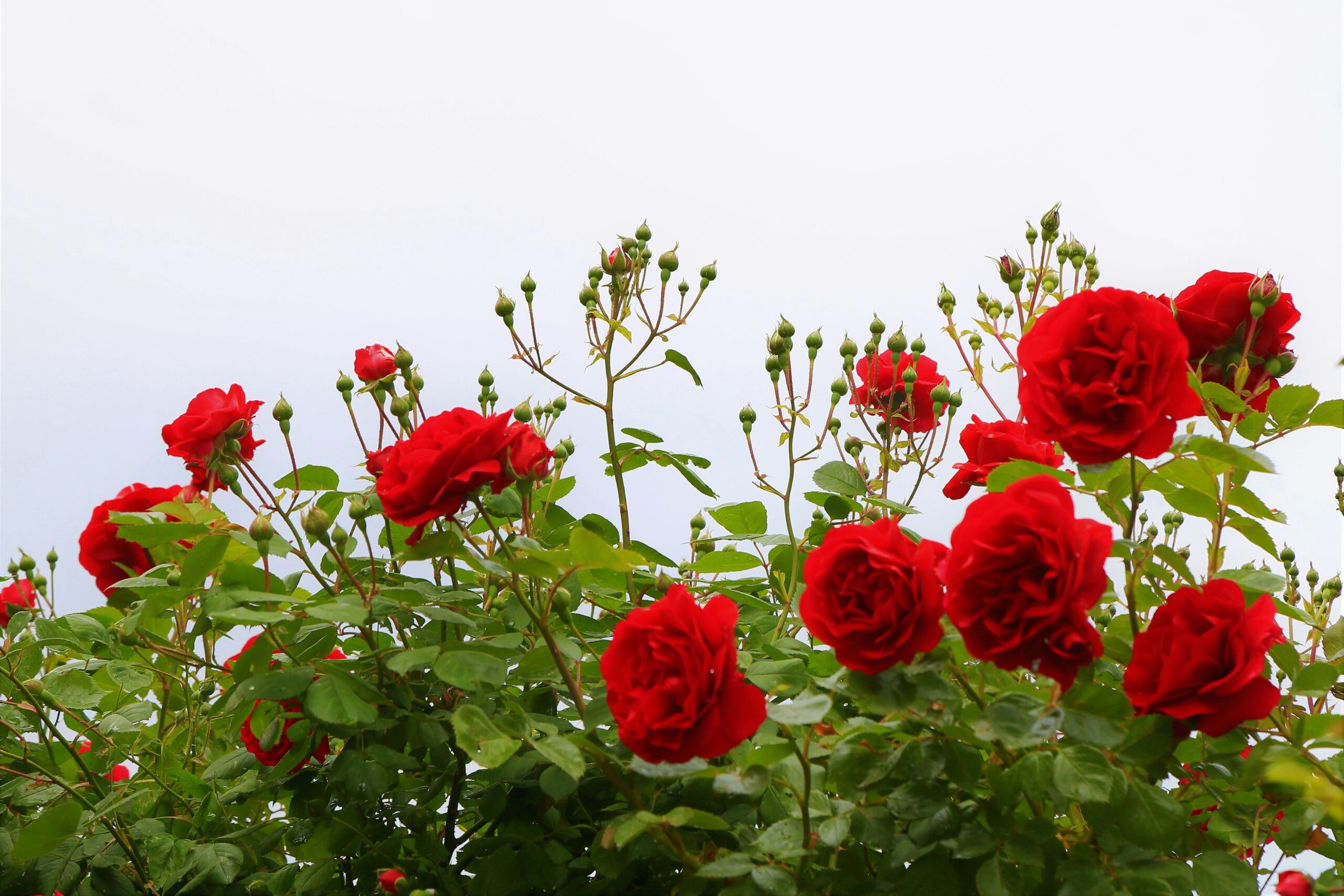 Red Roses